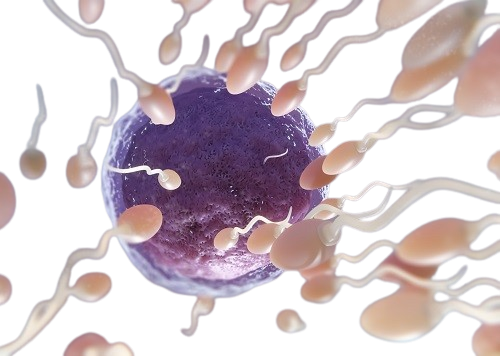 when does ovulation occur in a woman