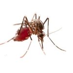 10 Effective Tips to Prevent Malaria Fever Naturally and Safely tips to prevent malaria fever