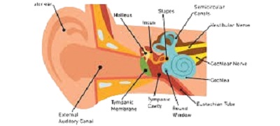 ear infection remedies