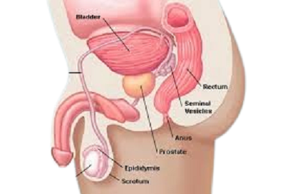 testicular pain symptoms