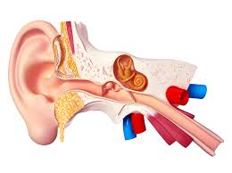 why do adults get ear infections